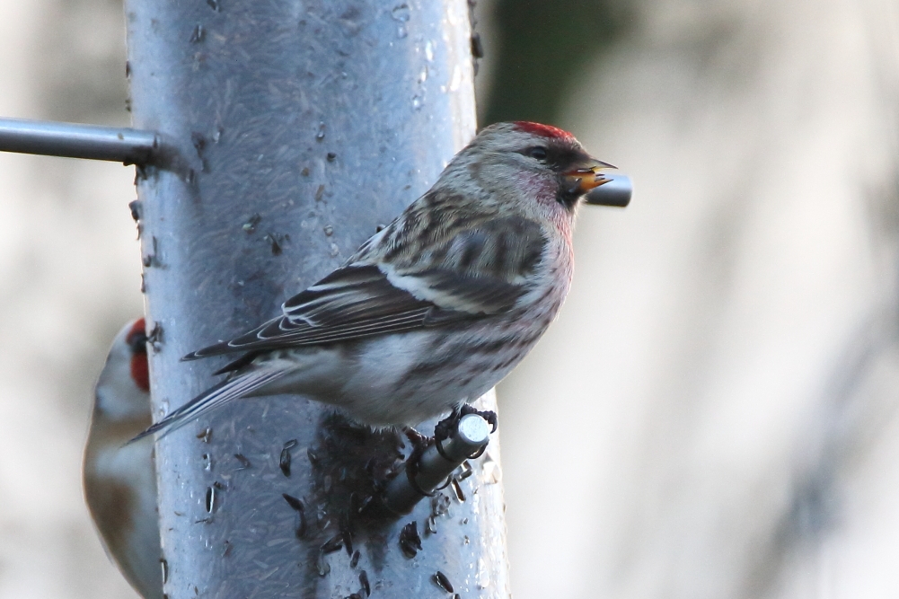 Mealy Redpoll - Elton Reservoir, January 2018