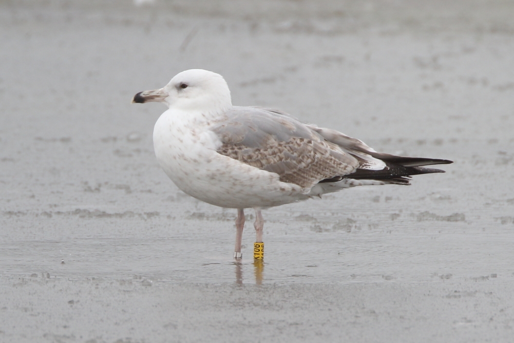 Caspian Gull - Cowlishaw, Oldham, January 2018