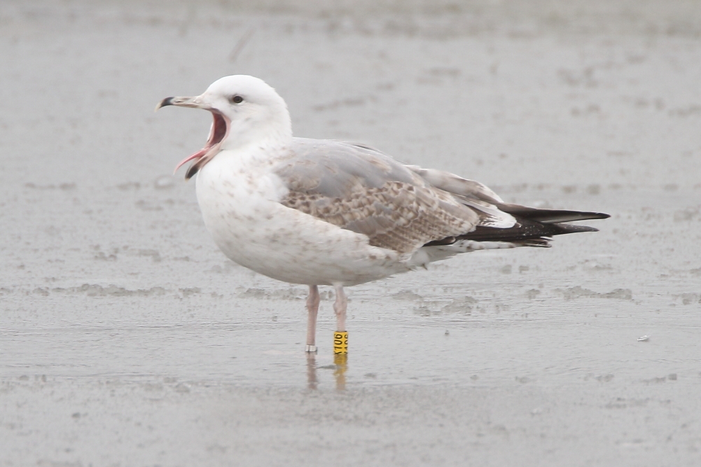 Caspian Gull - Cowlishaw, Oldham, January 2018