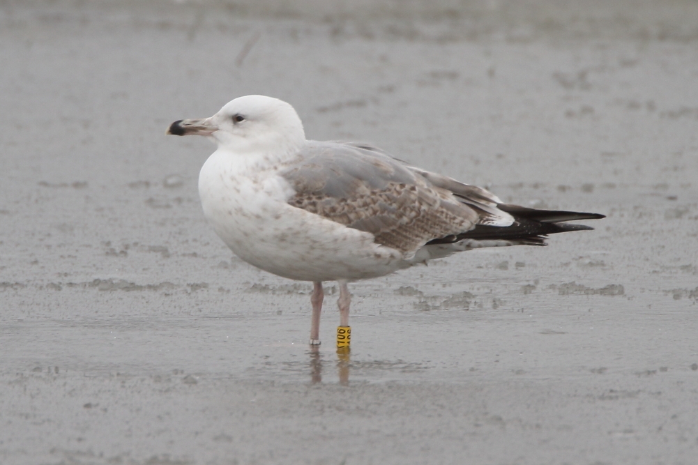 Caspian Gull - Cowlishaw, Oldham, January 2018